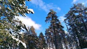 Андреева П.В. Сосны на фоне небесной лазури