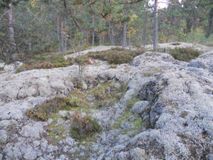 Пименова И.В., педагог-библиотекарь, Покрывало из мха